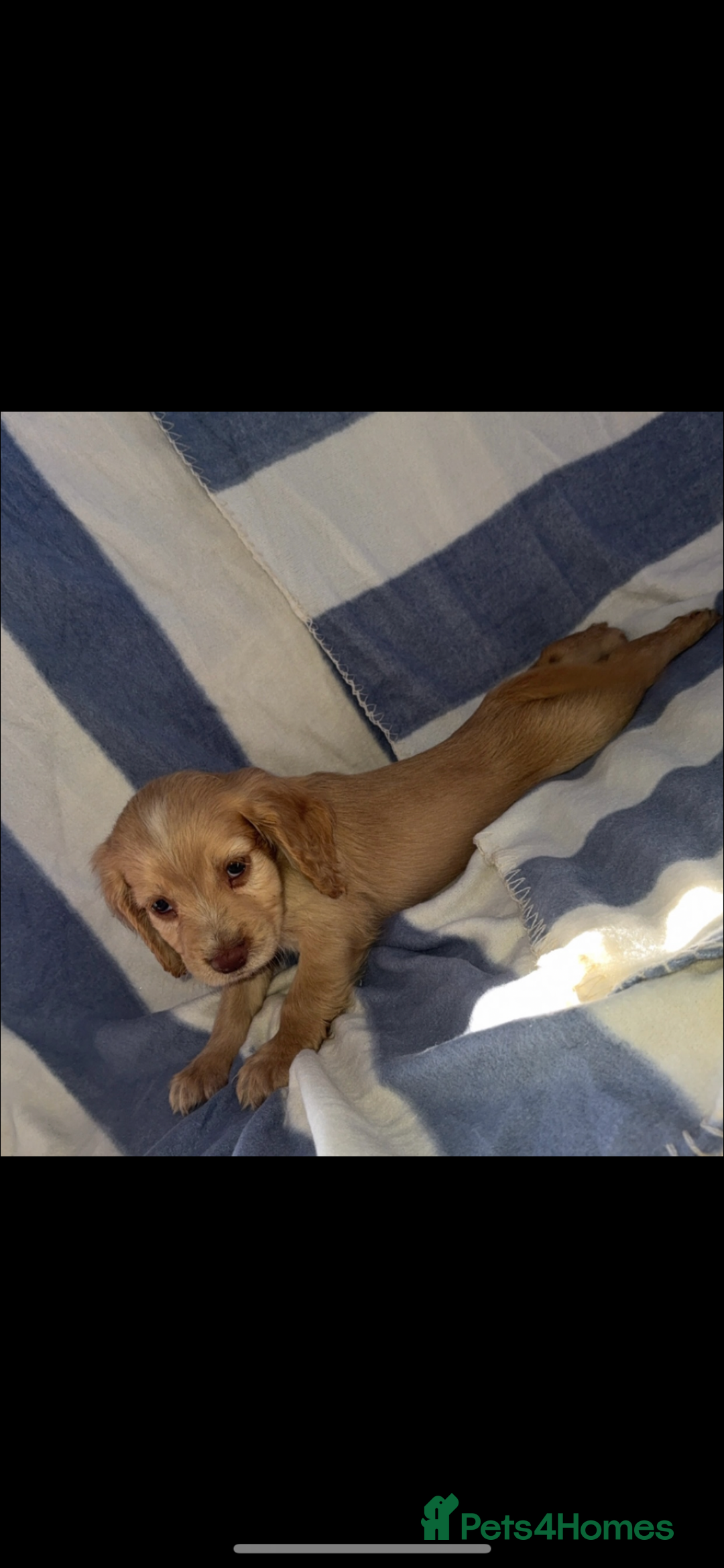 Cocker Spaniel dogs for sale: Ready to leave  - Image 6