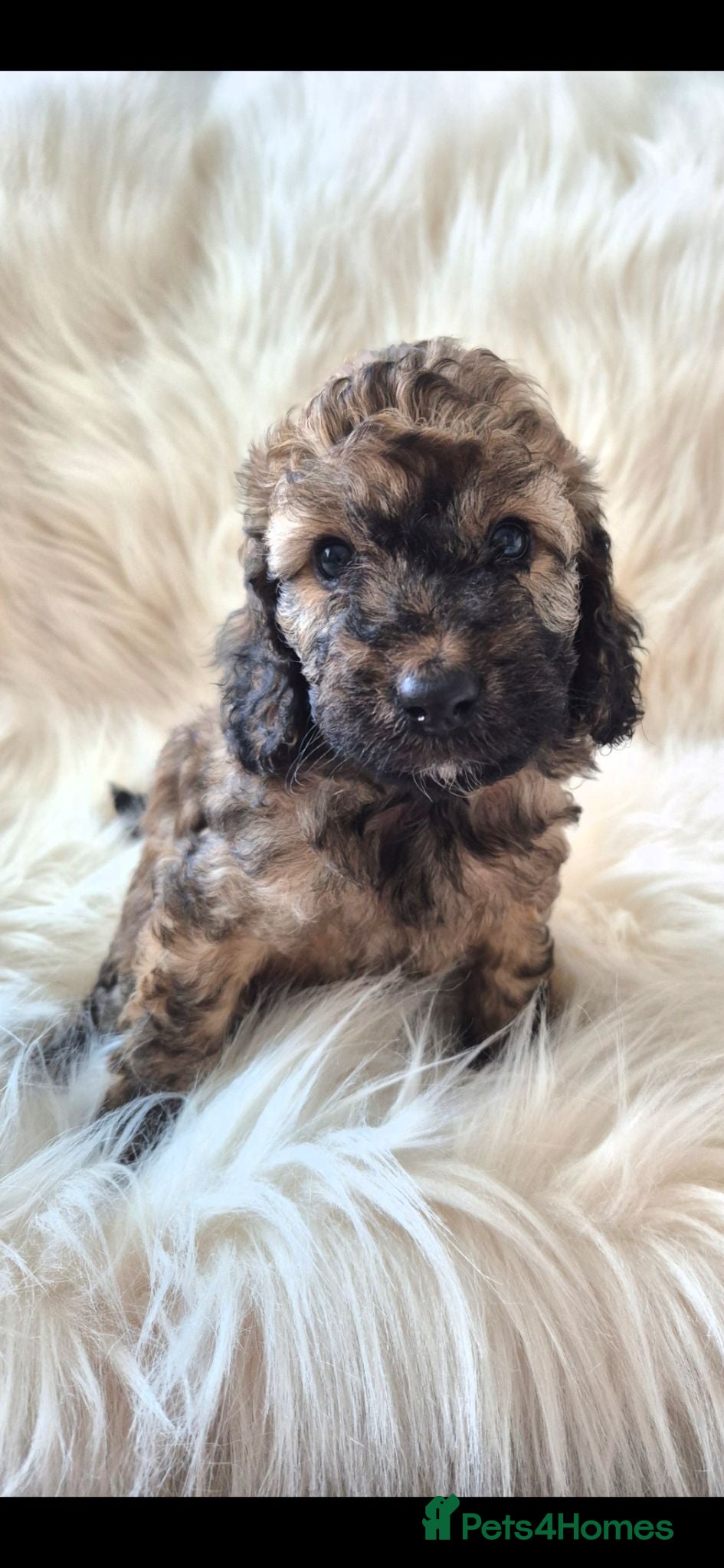 Cockapoo dogs Cockapoo pups choc/merle 1 GIRL & 2 BOYS LEFT - Advert 1