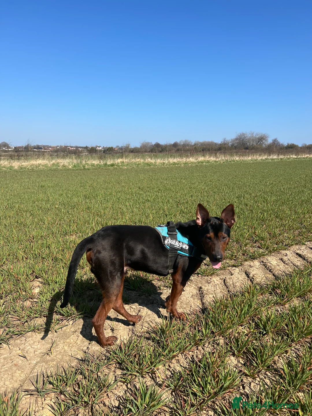 Chinese Red Dog dogs for sale: Rehoming through no fault of his own - Advert 5