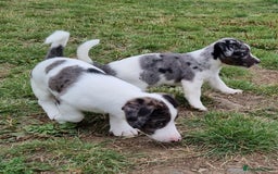Jack Russell dogs for sale: Jack Russell Pups REDUCED - Image 39
