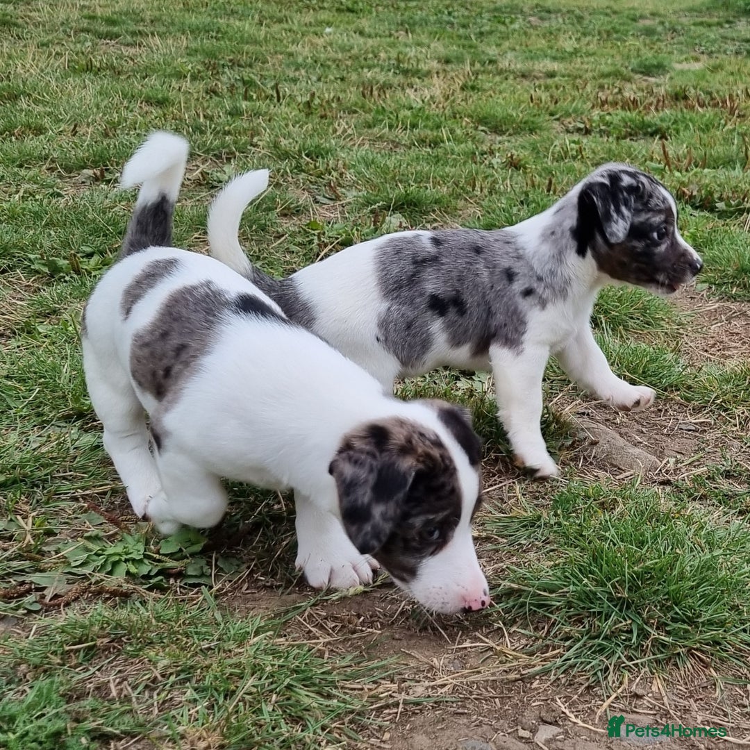 Jack Russell dogs for sale: Jack Russell Pups REDUCED - Image 39