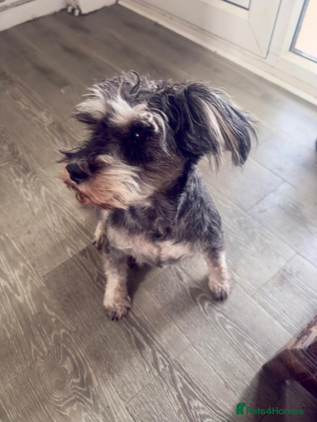 Schnauzer dogs for sale: sweet schnauzer available - Advert 5