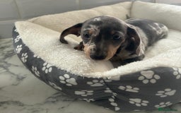 Miniature Dachshund dogs for sale: Miniature dachshund  - Image 8