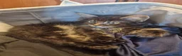 Mixed Breed cats for sale: Maine Coon mix kittens  in Heathfield - Advert 21
