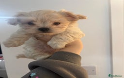 Mixed Breed dogs for sale: beautiful baby Lhatese puppys - Advert 5