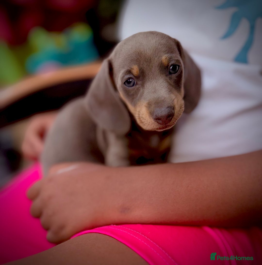 Miniature Dachshund dogs for sale: Beautiful Isabella dachshund puppies - Image 5