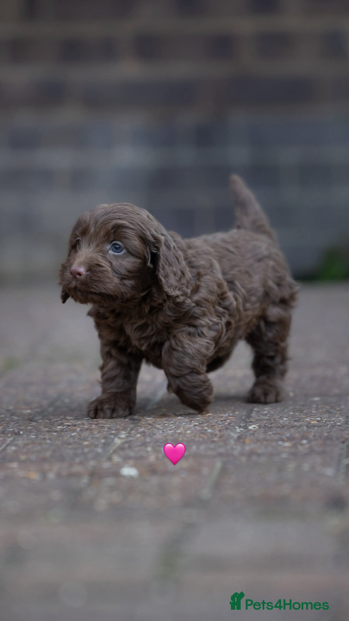 Cockapoo dogs Cockerpoo Puppies - Advert 5