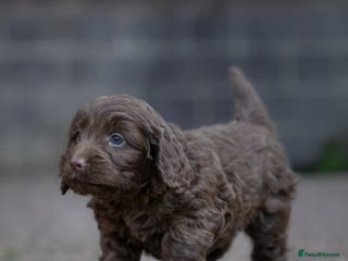 Cockapoo dogs Cockerpoo Puppies - Advert 2