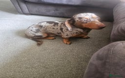 Miniature Dachshund dogs for sale: Martha & Arthur £600 for both  - Image 5