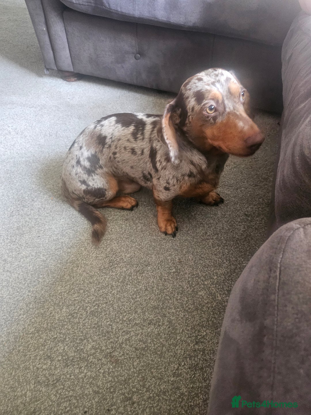 Miniature Dachshund dogs for sale: Martha & Arthur £600 for both  - Image 5