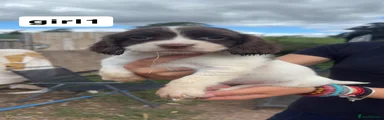 English Springer Spaniel 6