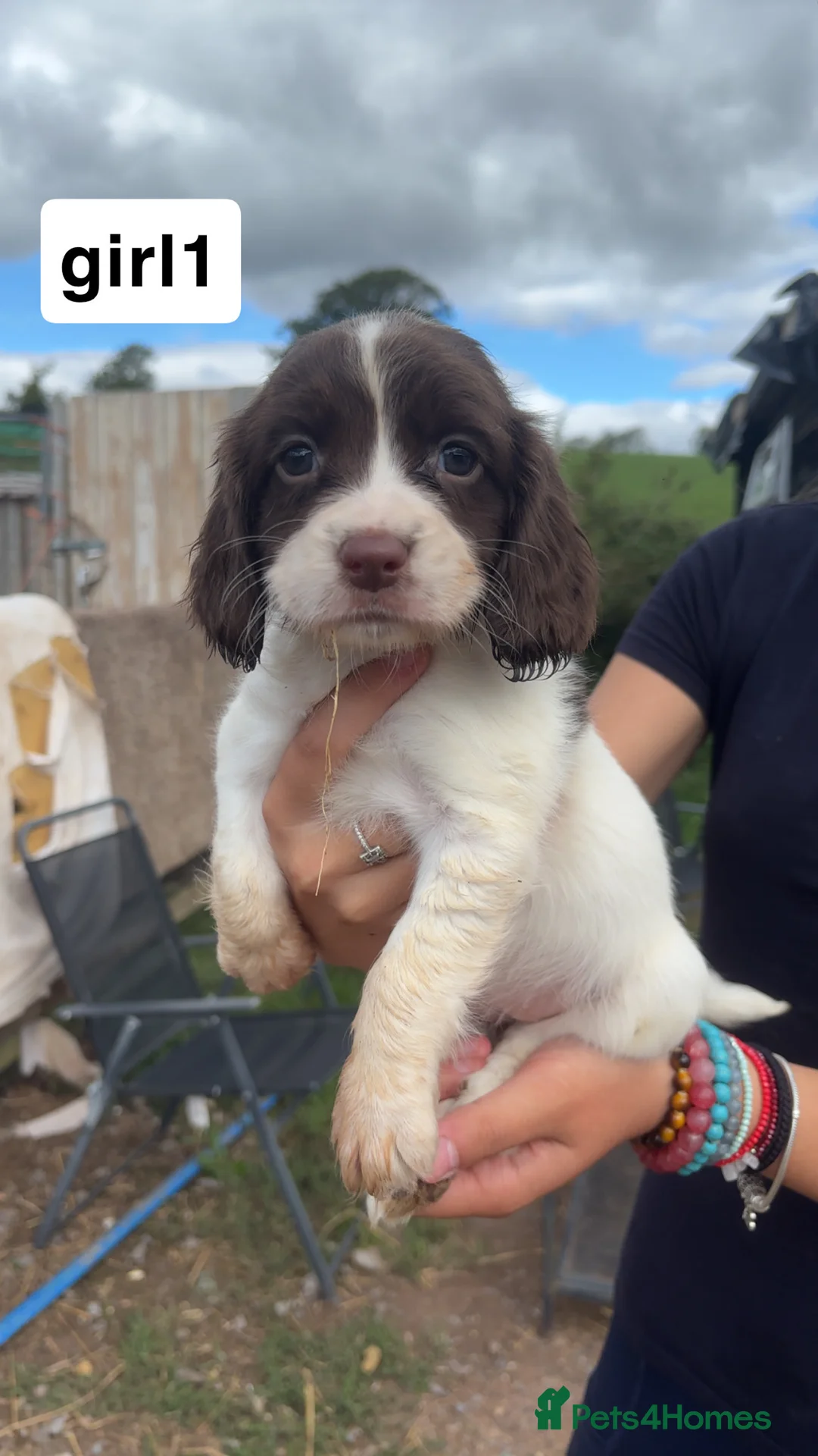 English Springer Spaniel dogs for sale: English springer spaniel puppies - Advert 2