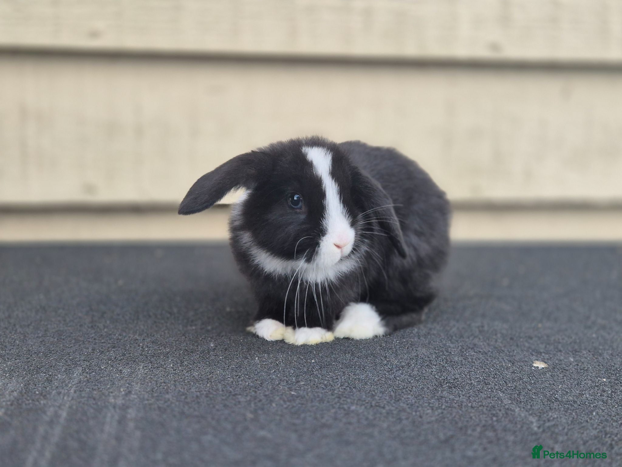 Mini Lop rabbits Baby lop eared rabbits - Advert 6