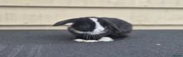 Mini Lop rabbits for sale: Baby lop eared rabbits.   4 SOLD - Advert 1