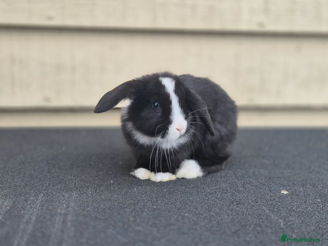 Mini Lop rabbits for sale: Baby lop eared rabbits.   4 SOLD - Advert 1