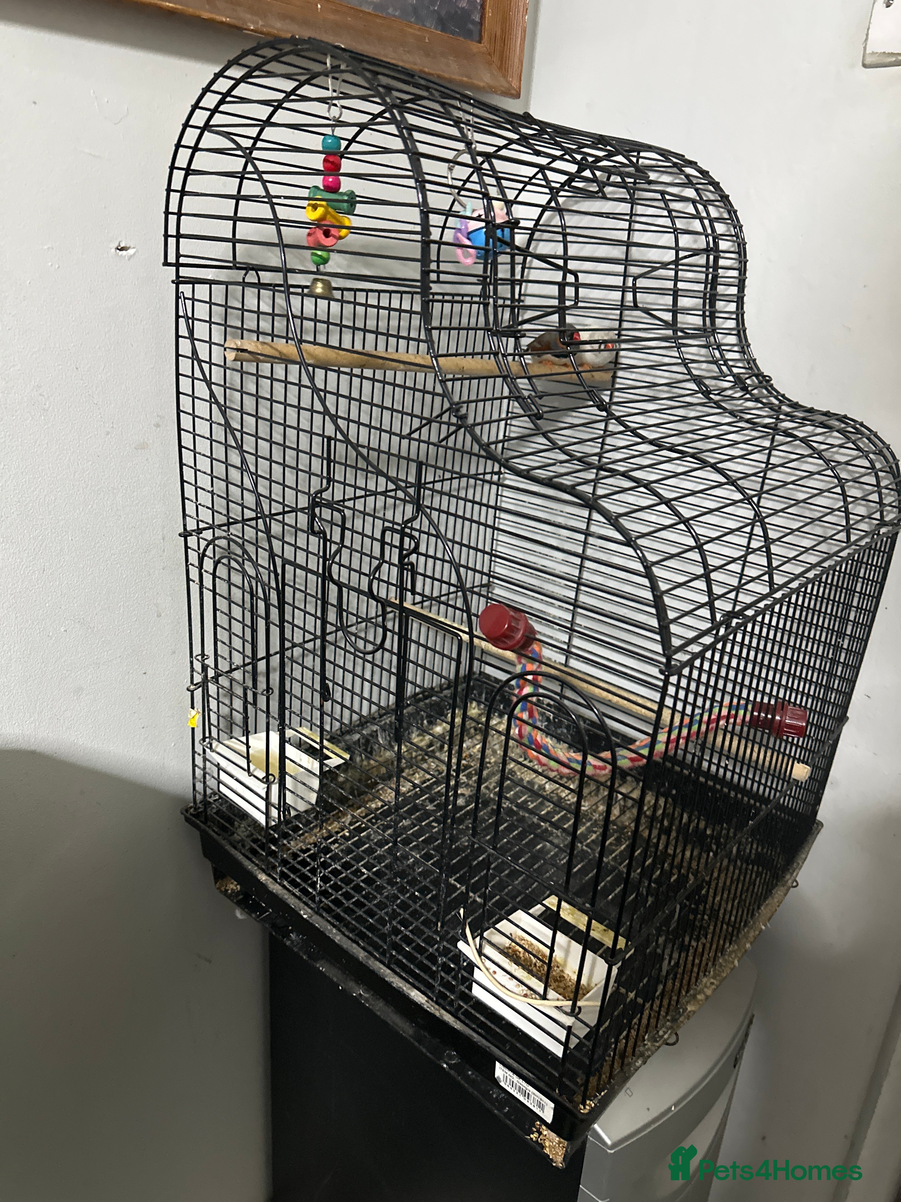 Finches birds Finches  - Advert 6