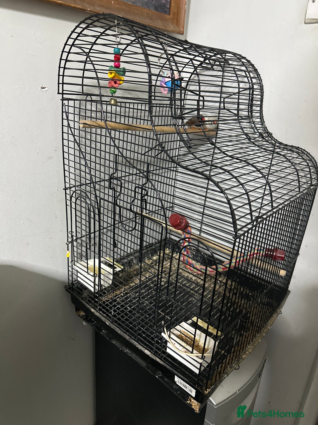 Finches birds for sale: Finches  - Advert 1