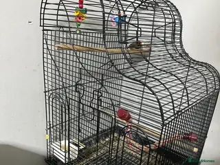 Finches birds Finches - Advert 5