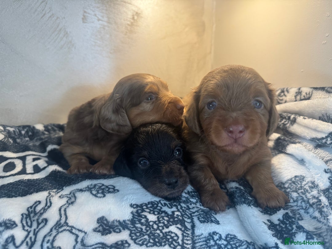 Miniature Dachshund dogs for sale: 3 Beautiful miniature longhair dachshund puppies - Image 19