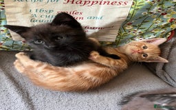 Domestic Shorthair cats for sale: Shorthair Kittens - Image 6