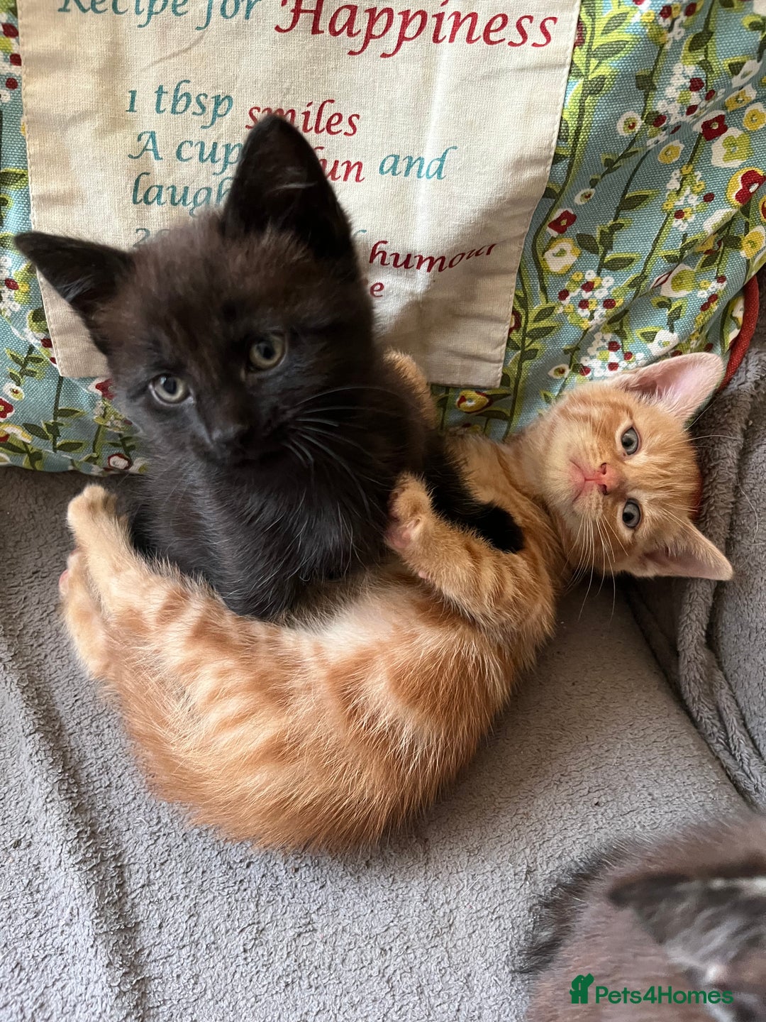 Domestic Shorthair cats for sale: Shorthair Kittens - Image 6