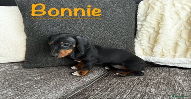 Miniature Dachshund dogs - Advert 5
