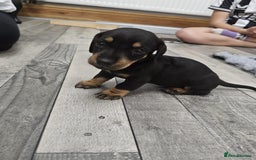 Dachshund dogs for sale: Kc wirehaired daschund puppies  - Image 27