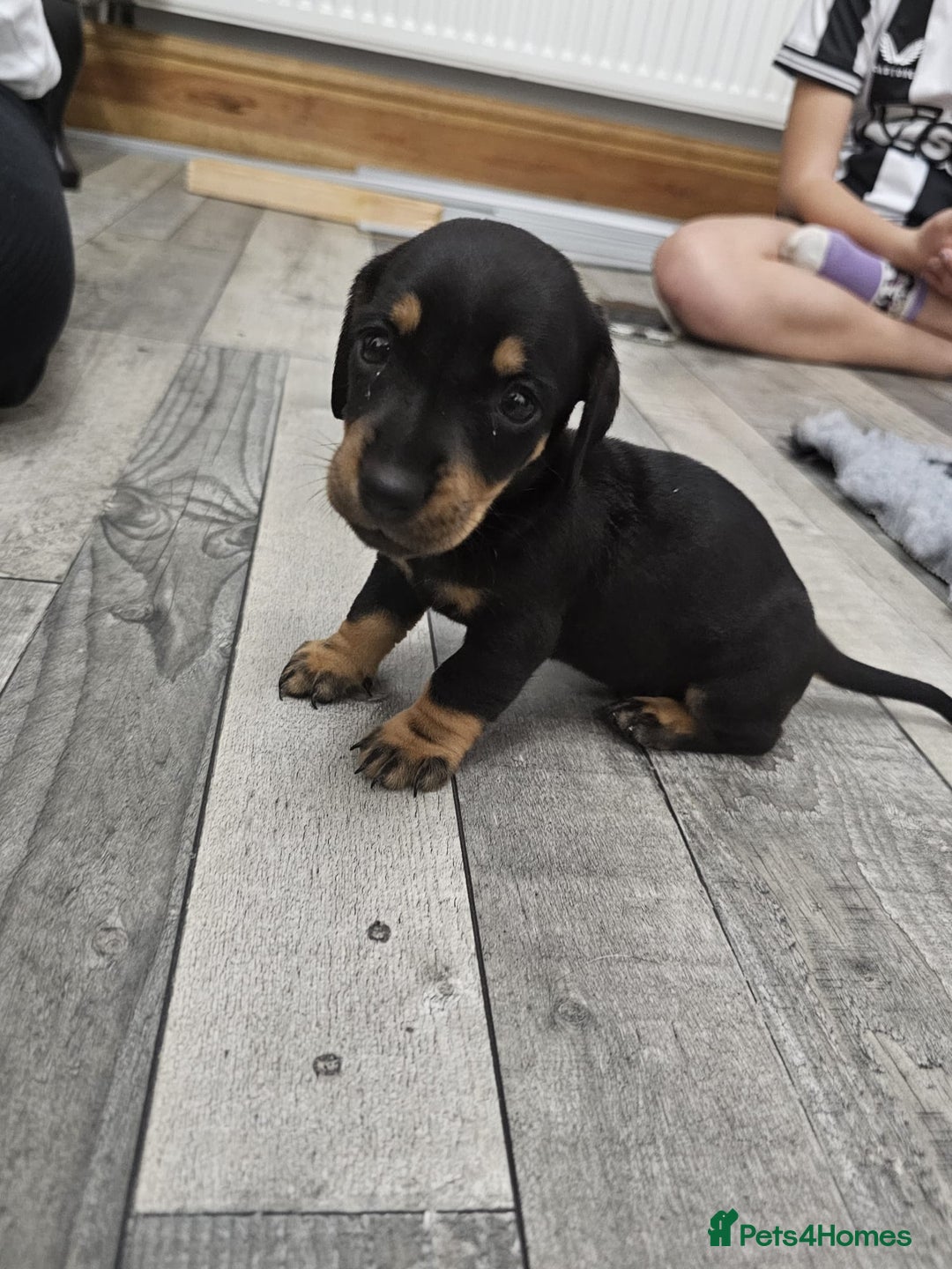 Dachshund dogs for sale: Kc wirehaired daschund puppies  - Image 27