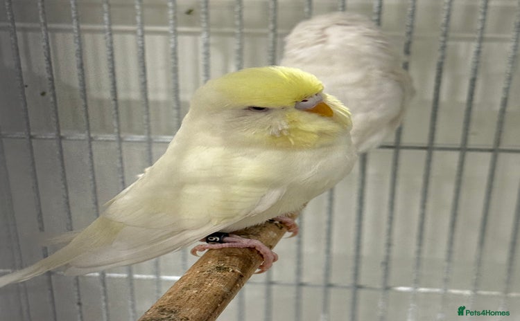 Budgerigars birds - Advert 9