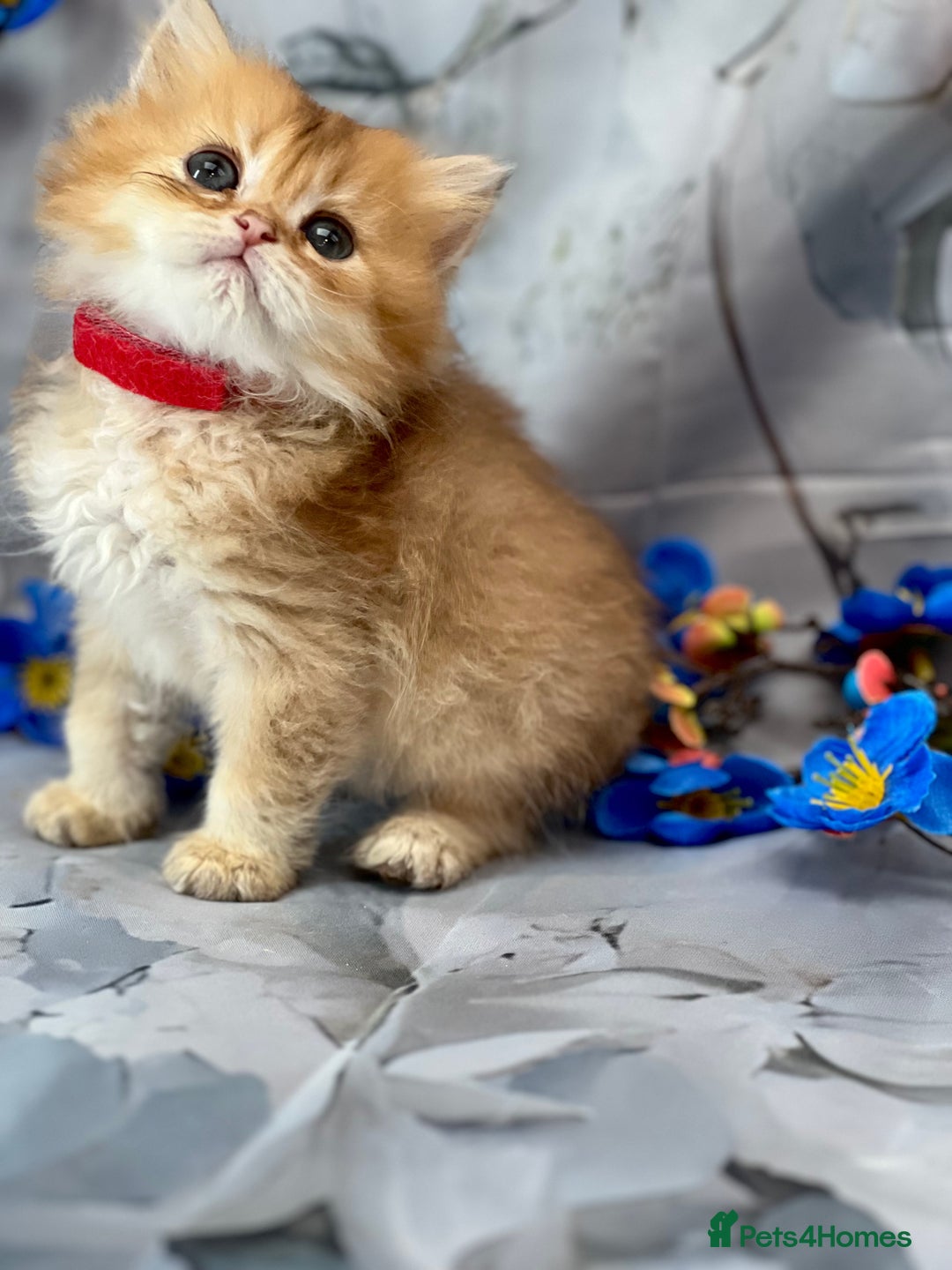 British Shorthair cats for sale: STUNNING TICA BRITISH SHORTHAIR/LONGHAIR KITTENS - Image 24