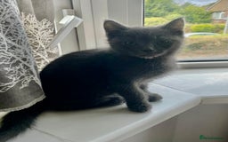 Mixed Breed cats for sale: Ragdoll cross beautiful friendly kittens - Image 3