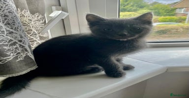 Mixed Breed cats - Advert 3