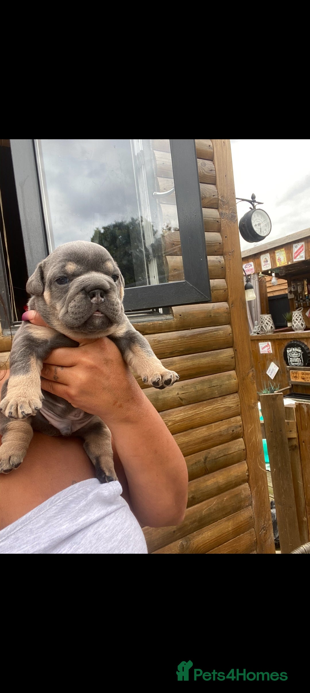 English Bulldog dogs for sale: KC REGISTERED ENGLISH BULLDOGS  - Image 22
