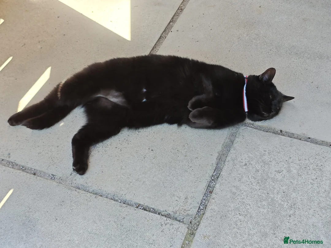 Domestic Shorthair cats for sale: Older female cat looking for quiet new home. - Advert 2