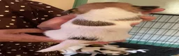 Jack Russell dogs for sale: Traditional Tiny Jack Russell, - Advert 5