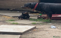 Rottweiler dogs for sale: 5 chunky pure pedigree Rottweiler pups - Image 34