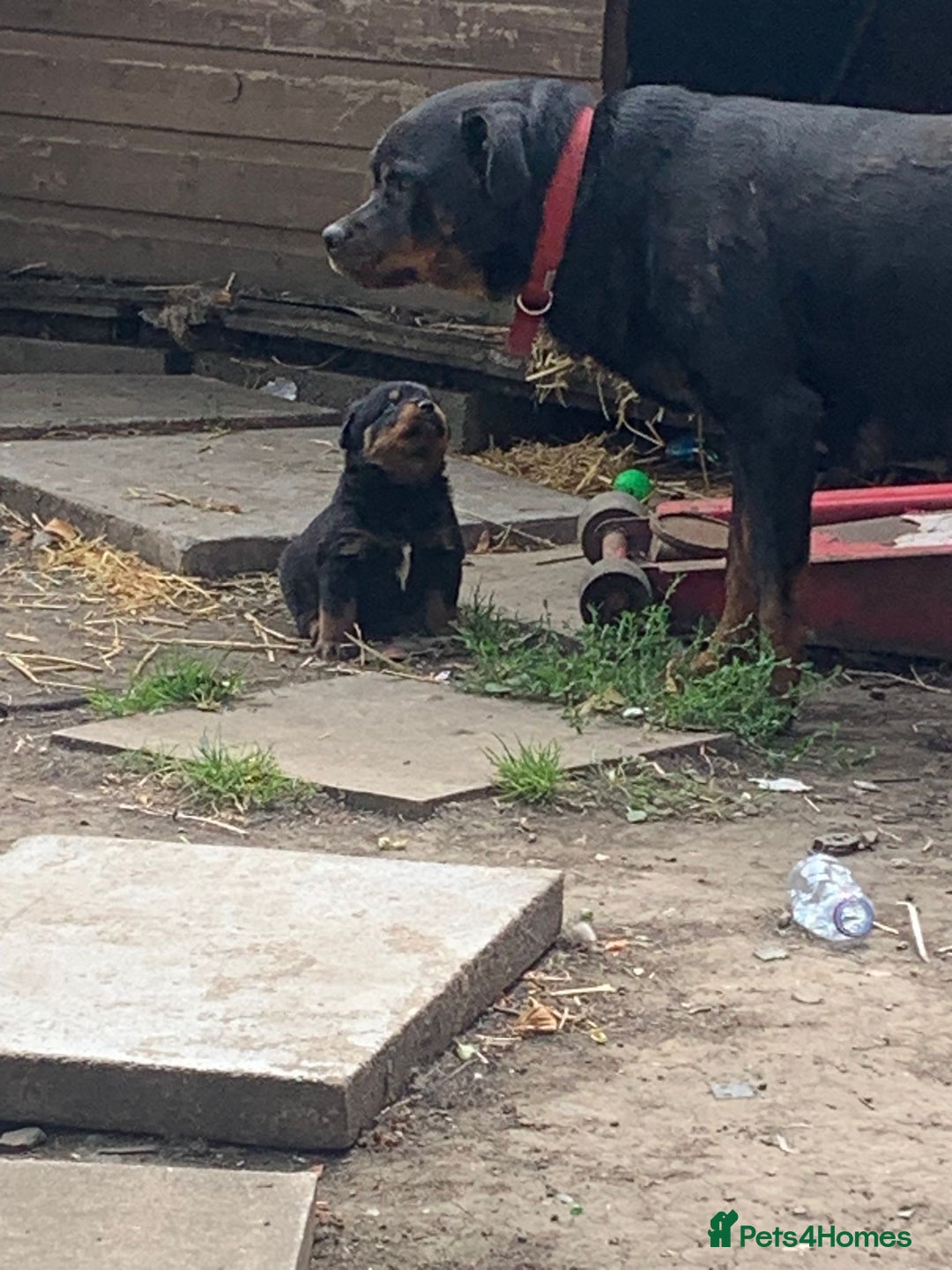 Rottweiler dogs for sale: 5 chunky pure pedigree Rottweiler pups - Image 34