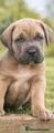 Cane Corso Puppy 8
