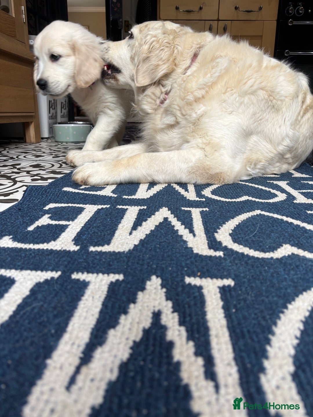 Golden Retriever dogs for sale: Stunning Pale Cream Fluffy Golden Retrievers - Image 19