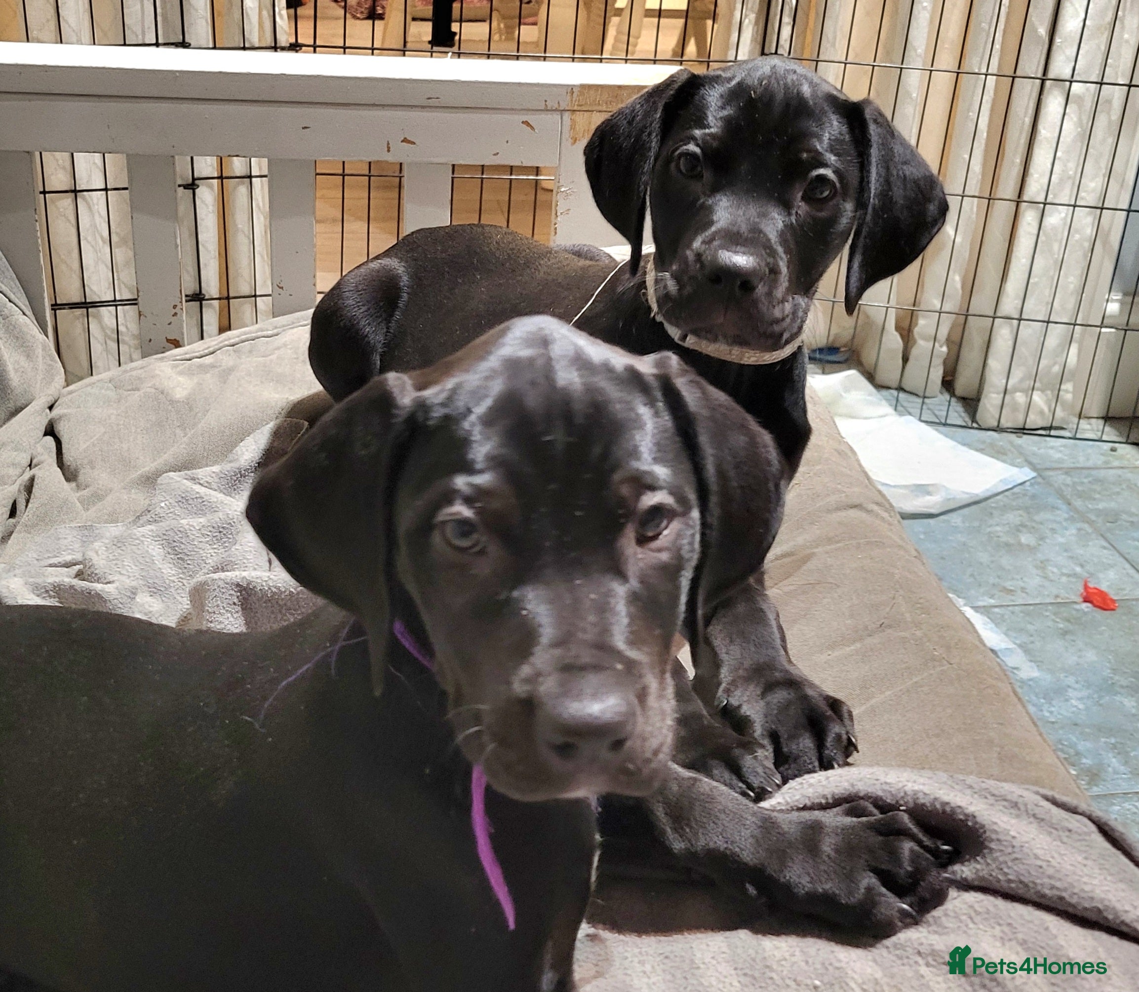 Mixed Breed dogs Alaunt (Alano) - Advert 6