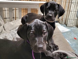 Mixed Breed dogs Alaunt (Alano) - Advert 5