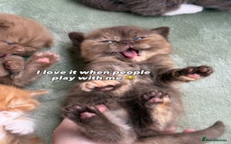 British Shorthair cats for sale: British Short and Long Hair  - Image 30