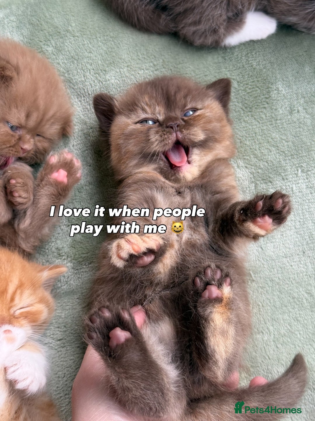 British Shorthair cats for sale: British Short and Long Hair  - Image 30