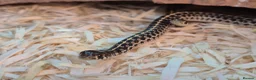 Garter Snake reptiles for sale: Green checkered garter baby snakes. in Gillingham - Advert 5