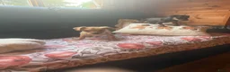 Mixed Breed dogs for sale: King Charles puppies mixed two boys in Bristol - Advert 8