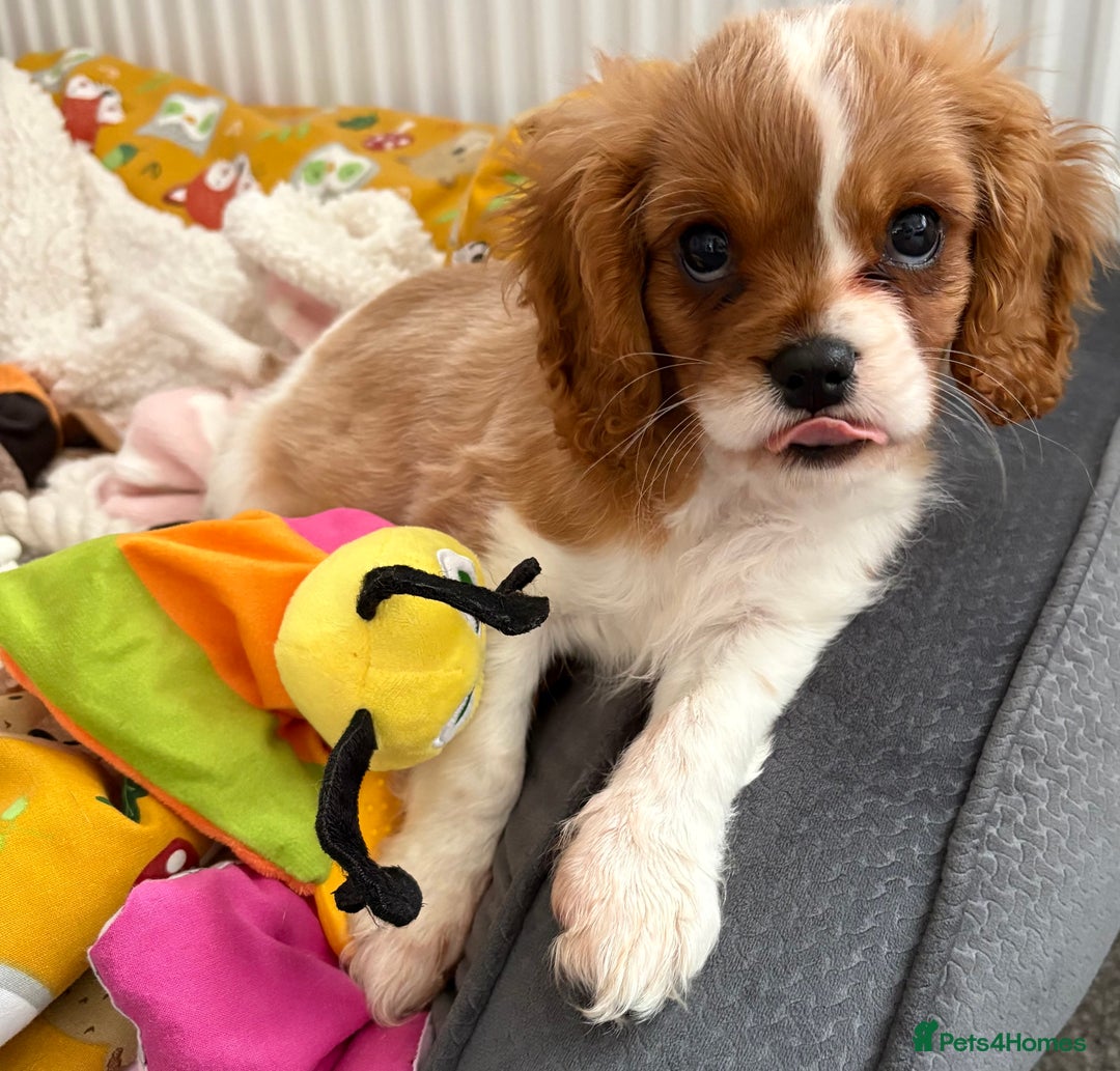 Cavalier King Charles Spaniel dogs for sale: Beautiful little boy Cavalier King Charles  - Advert 16