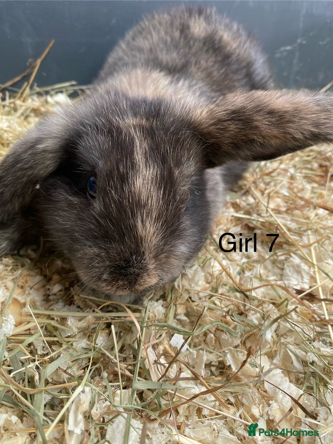 Mini Lop rabbits for sale: Mini lop bunnies  - Image 8