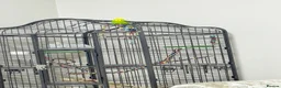Budgerigars birds for sale: Cosmo in Denny - Advert 4