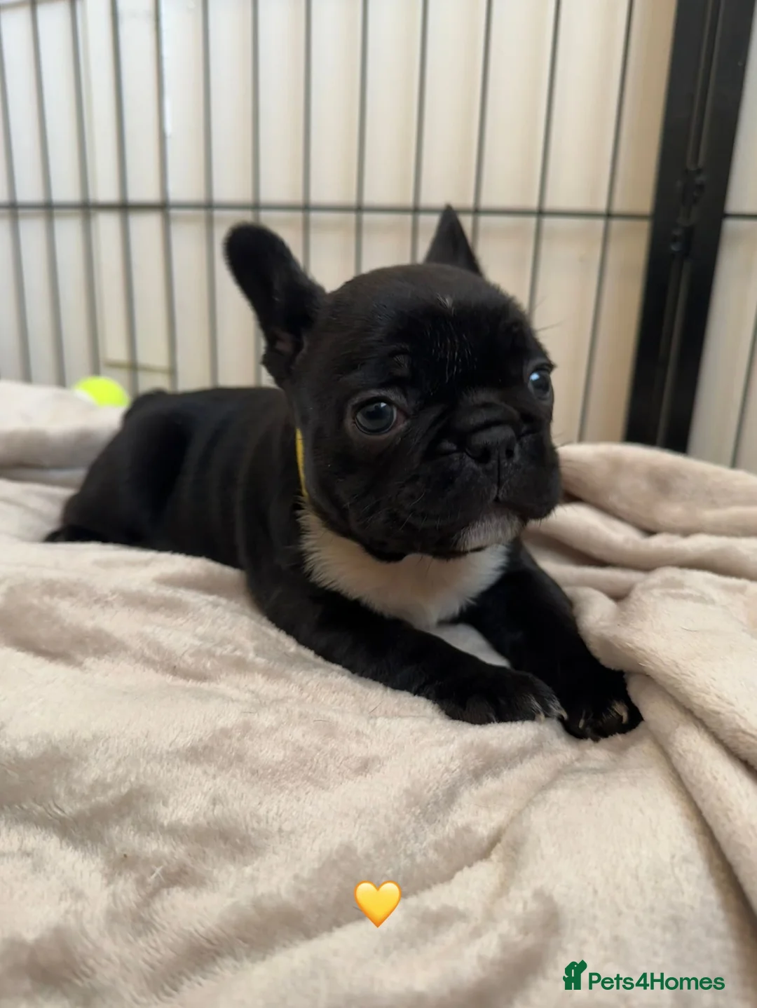 French Bulldog dogs for sale: French Bulldog Puppies - Advert 11