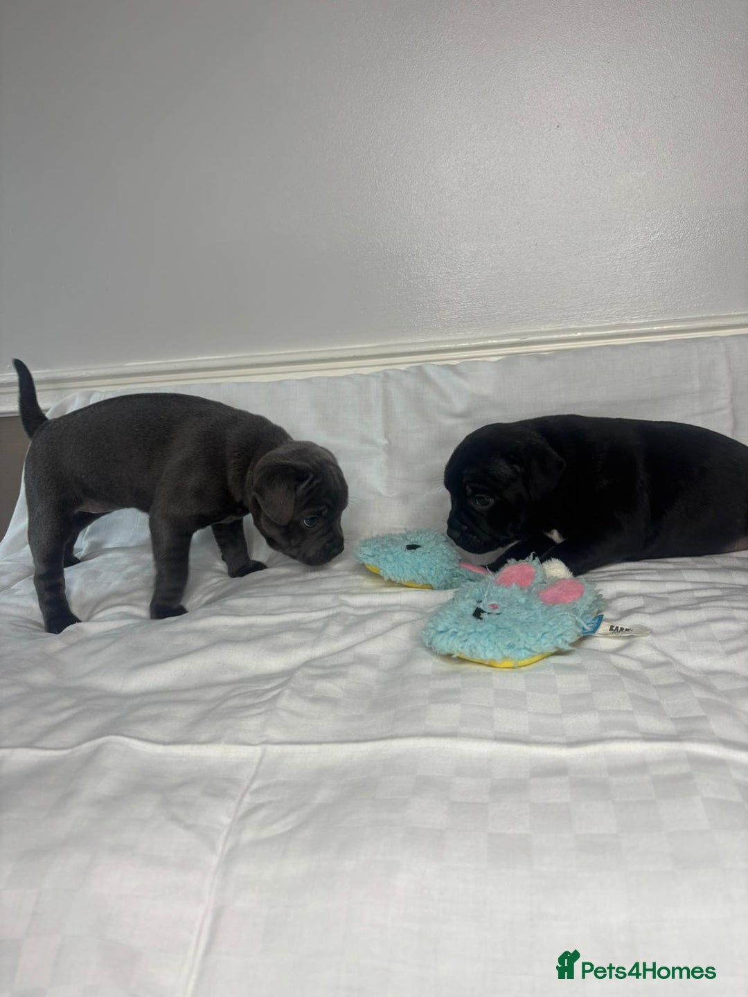 Staffordshire Bull Terrier dogs for sale: CHAMPION OF CHAMPIONS  - Advert 3